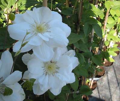 plamének - Clematis 'Viva Polonia'