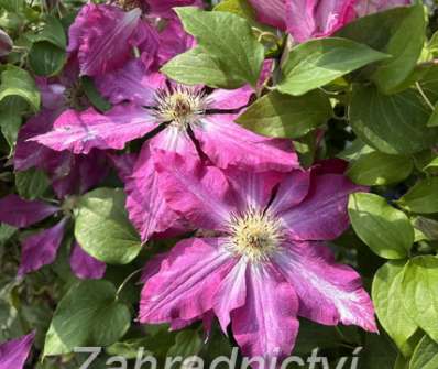 plamének - Clematis 'Viva Polonia'