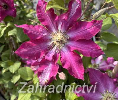 plamének - Clematis 'Viva Polonia'