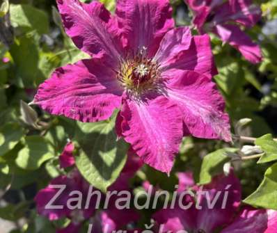 plamének - Clematis 'Viva Polonia'