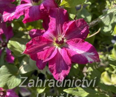plamének - Clematis 'Viva Polonia'