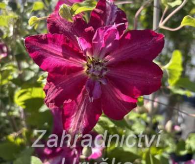 plamének - Clematis 'Viva Polonia'