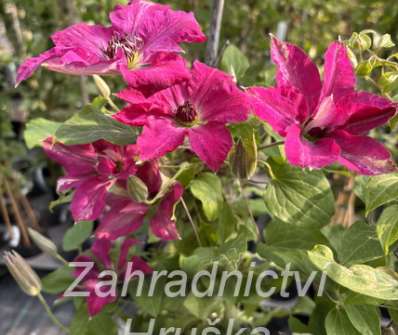 plamének - Clematis 'Viva Polonia'