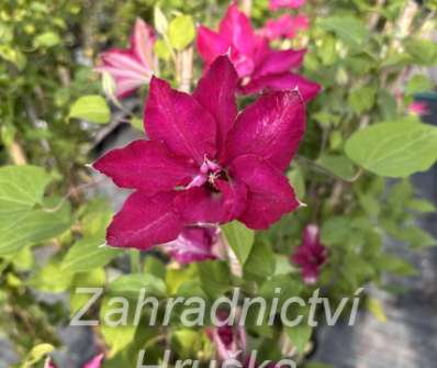 plamének - Clematis 'Viva Polonia'