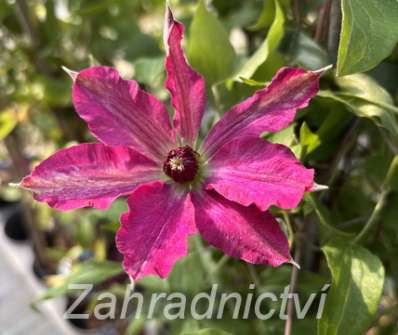 plamének - Clematis 'Viva Polonia'