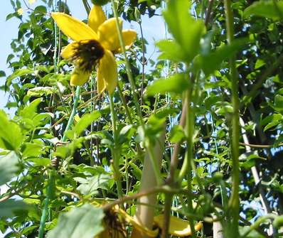 plamének - Clematis 'Bill Mackenzie'