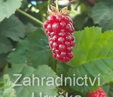 beztrnná malinoostružina Tayberry Buckingham