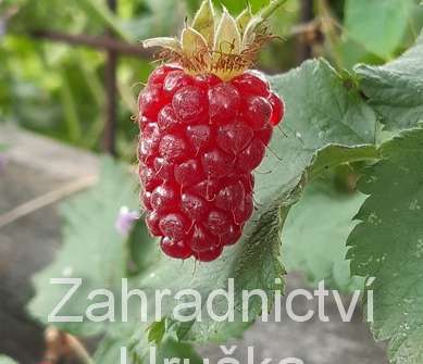 beztrnná malinoostružina Tayberry Buckingham