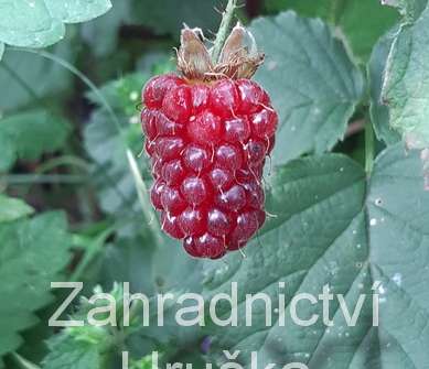 beztrnná malinoostružina Tayberry Buckingham