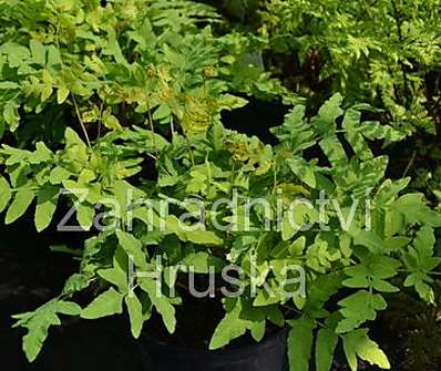 podezřeň - Osmunda regalis