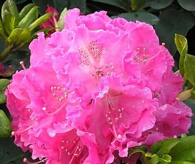 Rhododendron 'Germania'