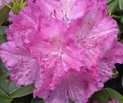 Rhododendron 'Germania'