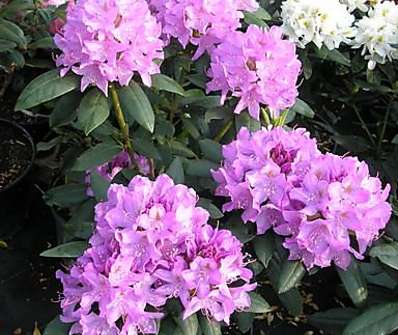 Rhododendron 'Roseum Elegans'