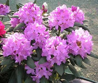 Rhododendron 'Roseum Elegans'