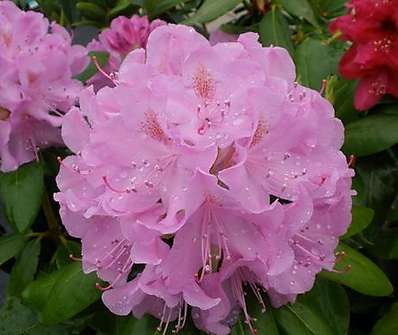 Rhododendron 'Roseum Elegans'