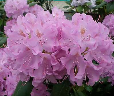 Rhododendron 'Roseum Elegans'