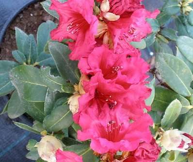 Rhododendron repens 'Bengal'