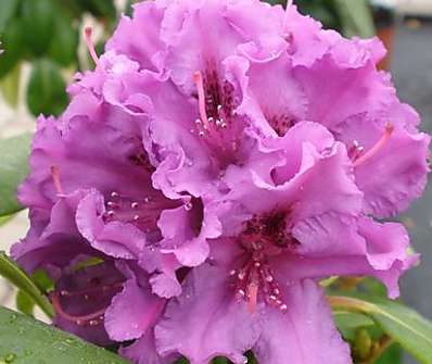 Rhododendron 'Azurro'