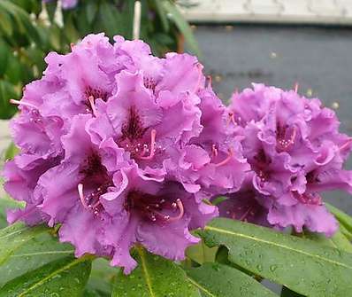 Rhododendron 'Azurro'