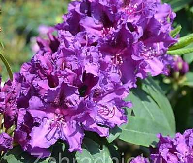 Rhododendron 'Azurro'
