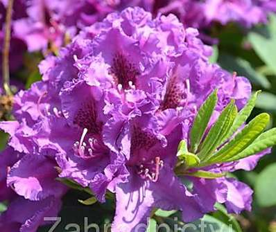 Rhododendron 'Azurro'