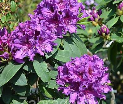 Rhododendron 'Azurro'