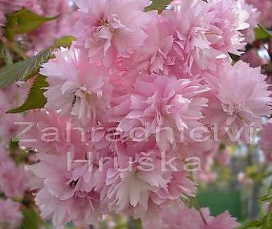 sakura - Prunus serrulata 'Kiku- Shidare zakura'
