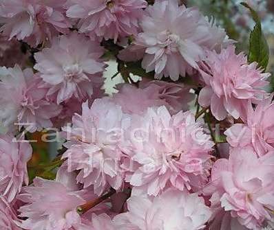 sakura - Prunus serrulata 'Kiku- Shidare zakura'