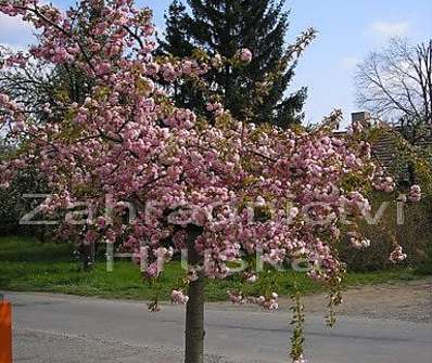 sakura - Prunus serrulata 'Kiku- Shidare zakura'