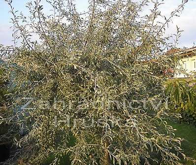 hrušeň - Pyrus salicifolia 'Pendula'