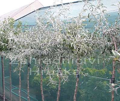 hrušeň - Pyrus salicifolia 'Pendula'
