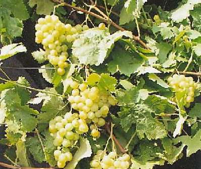 Vinna Reva Vostorg (odolnost vůči, Vinné Révy Vostorg, jsou velké, Prevence zahrnuje, proslunění provzdušnění) Vinna Reva Vostorg