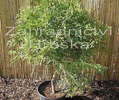 zeravinec - Thujopsis dolabrata