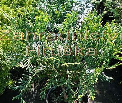 zeravinec - Thujopsis dolabrata