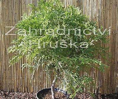 zeravinec - Thujopsis dolabrata