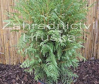 zerav - Thuja occ. 'Little Champion'