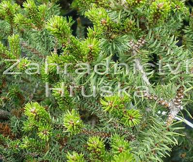 Borovice - Pinus banksiana 'Schneewerdingen'
