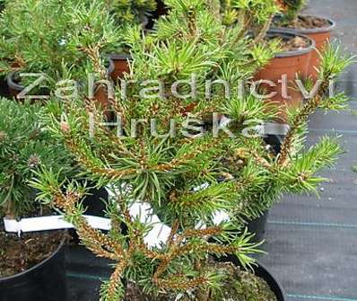 Borovice - Pinus banksiana 'Schneewerdingen'