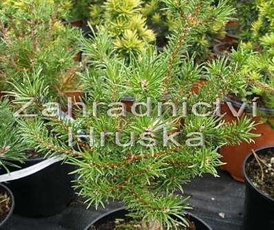 Borovice - Pinus banksiana 'Schneewerdingen'