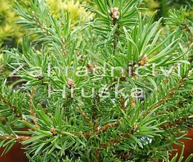 Borovice - Pinus banksiana 'Schneewerdingen'