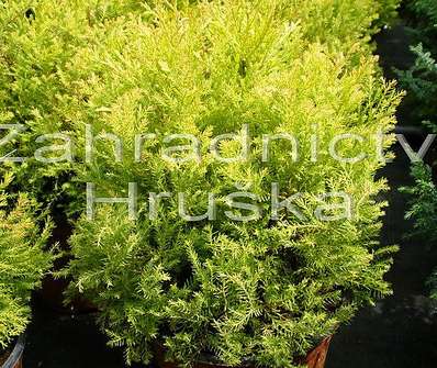 zerav - Thuja occ. 'Rheingold'