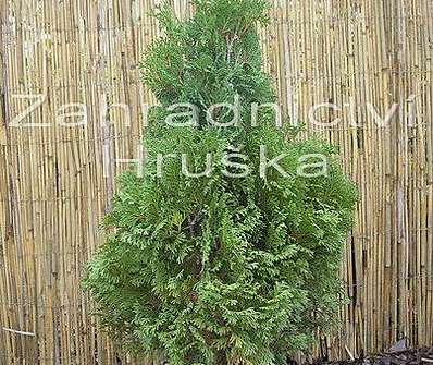 zerav - Thuja occ. 'Mikki'