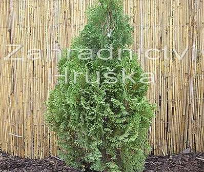 zerav - Thuja occ. 'Mikki'