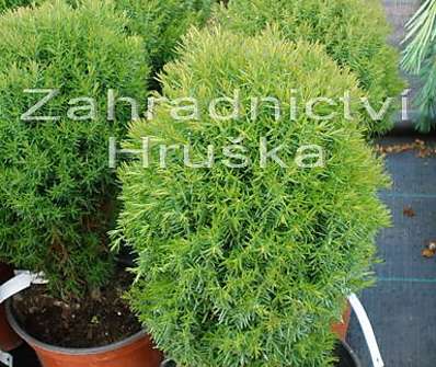 zerav - Thuja occ. 'Teddy'