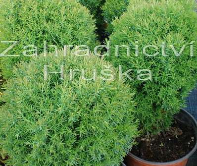 zerav - Thuja occ. 'Teddy'