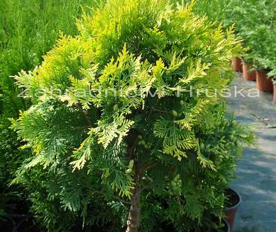 zerav - Thuja occ. 'Golden Globe'