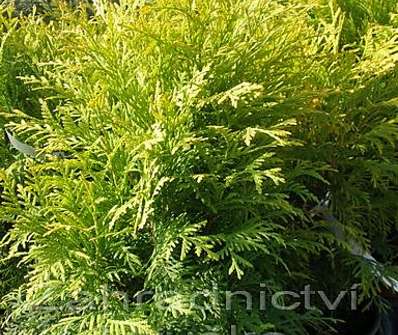 zerav - Thuja occ. 'Golden Globe'