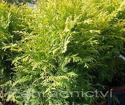 zerav - Thuja occ. 'Golden Globe'