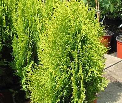 zerav - Thuja orr. 'Aurea Nana'