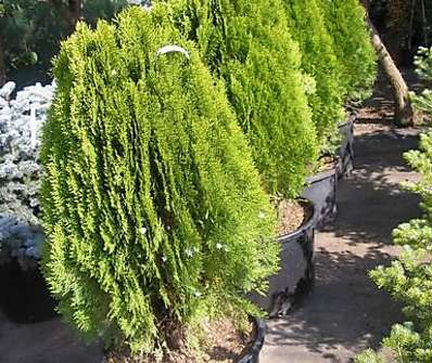 zerav - Thuja orr. 'Aurea Nana'